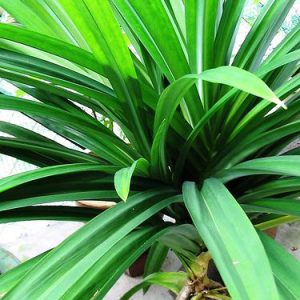 Cây Dứa thơm, dứa nếp thơm, Cây cơm nếp