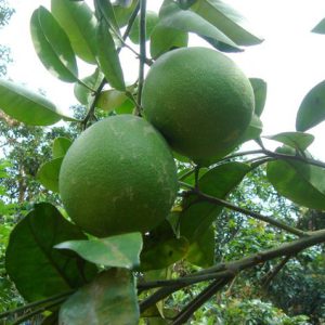 CÂY BƯỞI