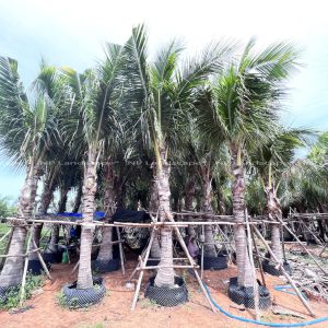 cay dua xiem