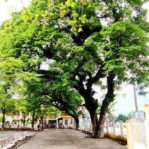 cây muồng tím