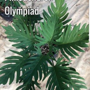 philodendron olympiad