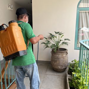 bảo dưỡng cây xanh khách sạn