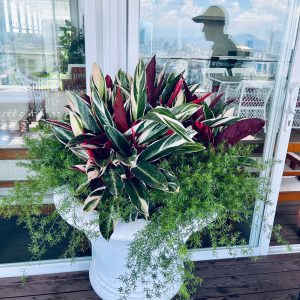Dịch Vụ Cho Thuê Cây Cảnh Văn Phòng