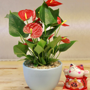 Cây Hồng Môn Đỏ